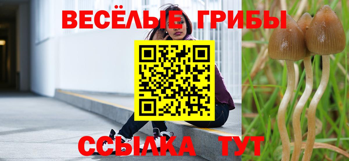 Псилоцибиновые грибы Cubensis Нижний Тагил
